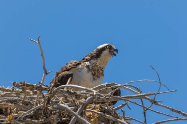 Osprey yuva üzerinde