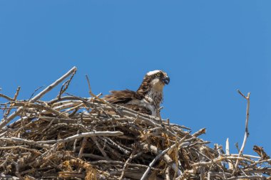 Osprey yuva üzerinde