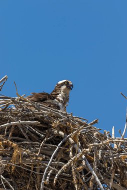 Osprey yuva üzerinde