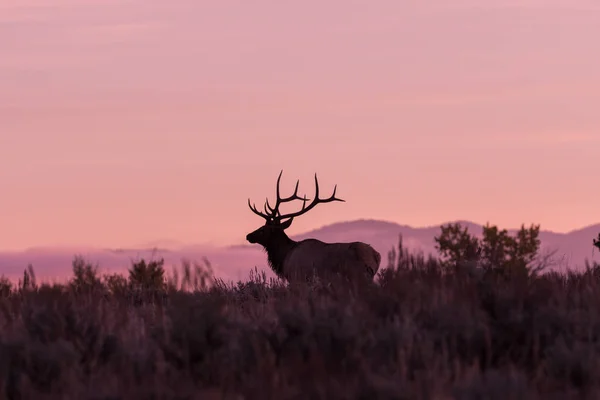 Bull Elk at Sunrise — Stock Photo, Image