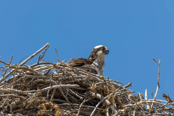 Osprey yuva üzerinde