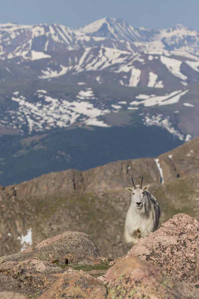Regal dağ keçisi — Stok fotoğraf