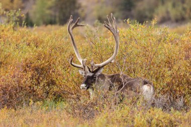 Ren geyiği boğa kadife