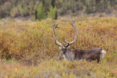 Ren geyiği boğa kadife