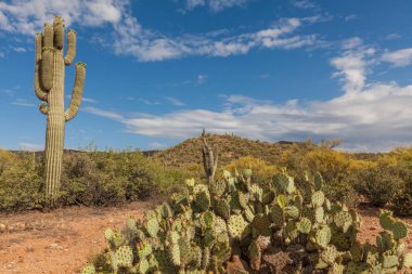 Arizona çöl manzarası