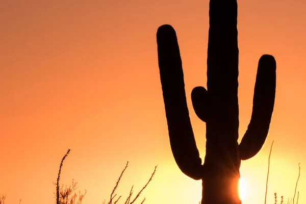 Saguaro ao pôr do sol — Fotografia de Stock