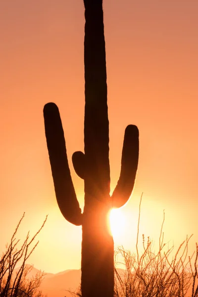 Τα Saguaro στο ηλιοβασίλεμα — Φωτογραφία Αρχείου