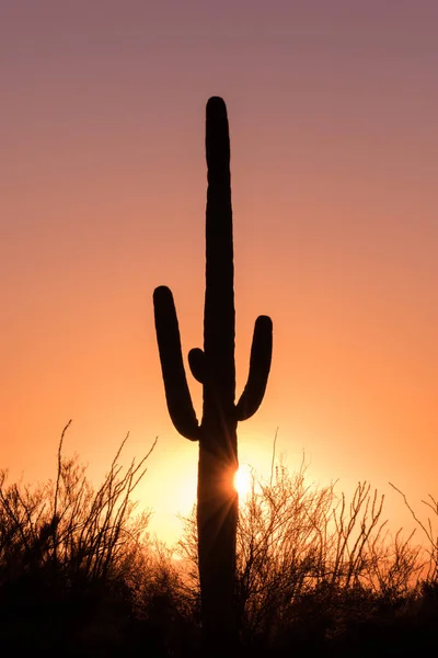 Saguaro au coucher du soleil — Photo