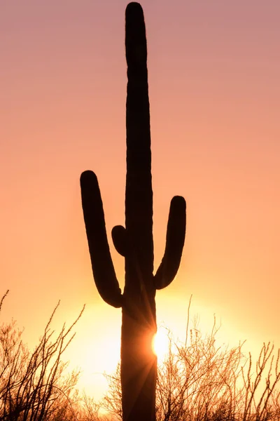 Saguaro au coucher du soleil — Photo