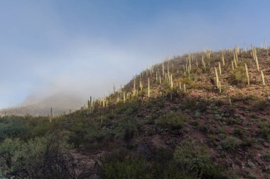 saguaro milli park peyzaj