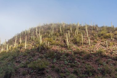 saguaro milli park peyzaj