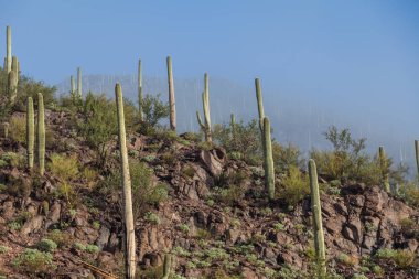 saguaro milli park peyzaj