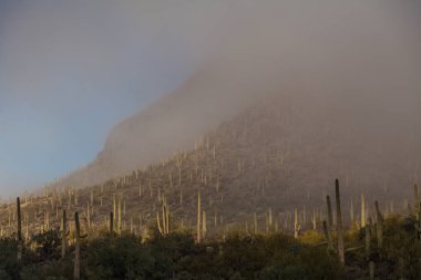 saguaro milli park peyzaj