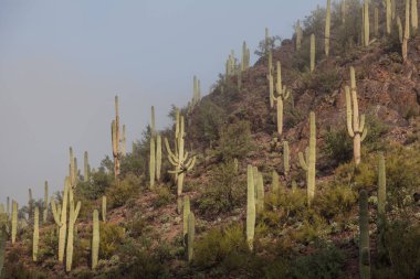 saguaro milli park peyzaj