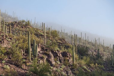 saguaro milli park peyzaj