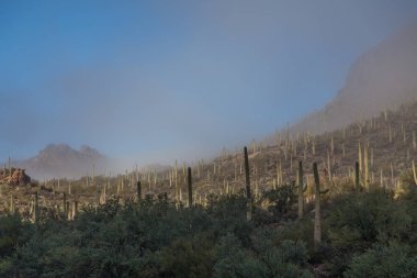 saguaro milli park peyzaj