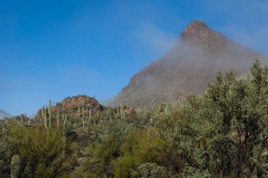saguaro milli park peyzaj
