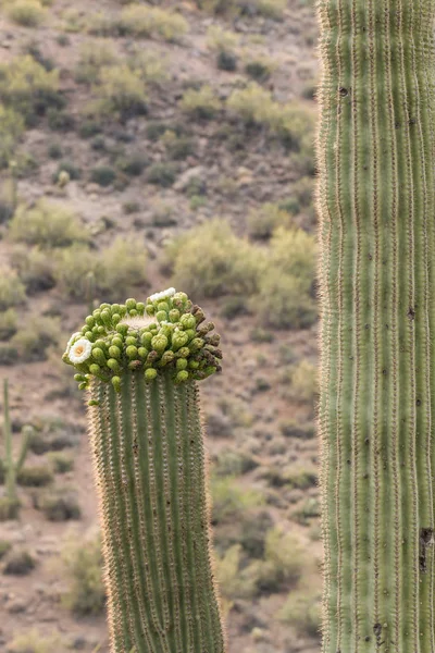 Cactus Saguaro en flor — Foto de Stock