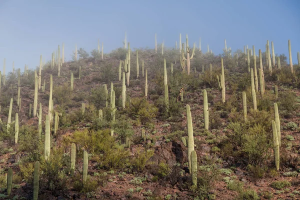 Saguaro national parklandskap — Stockfoto