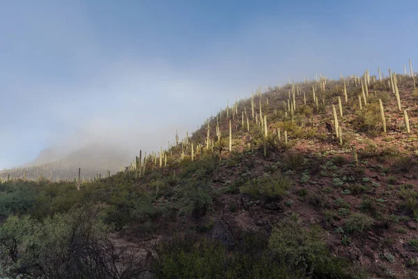 Saguaro national parklandskap — Stockfoto