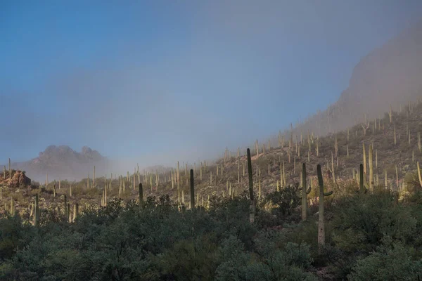 saguaro milli park peyzaj