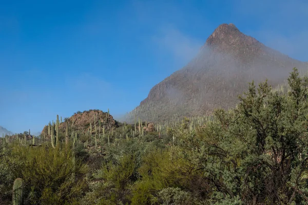 Saguaro national parklandskap — Stockfoto