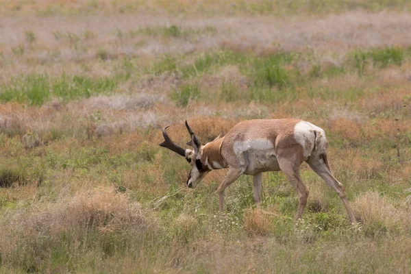 Kürtös antilop bak — Stock Fotó