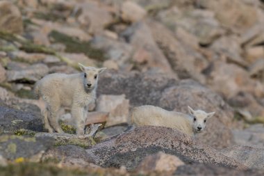 dağ keçisi çocuklar