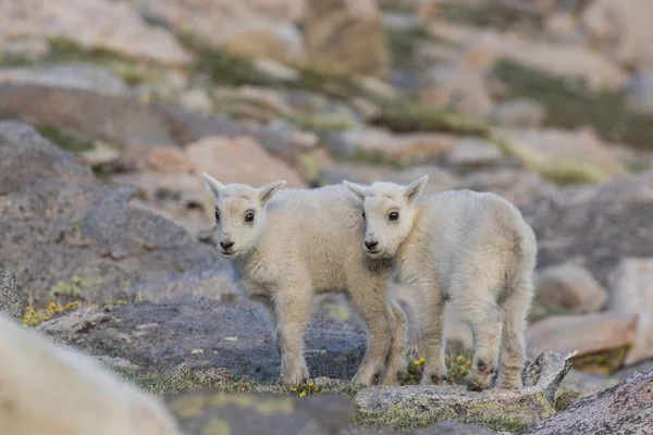 Bambini di capra di montagna — Foto Stock