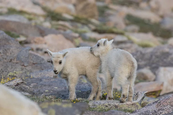 Дети горной козы — стоковое фото