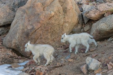 İki Yataklı dağ keçileri