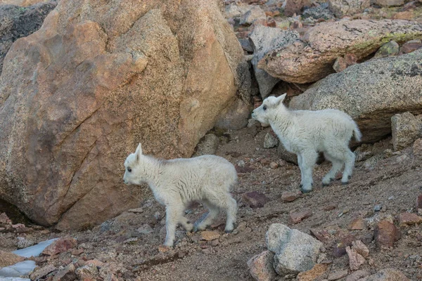 Cabras gemelas —  Fotos de Stock