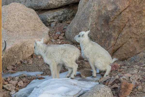 Cabras de montanha gêmeas — Fotografia de Stock