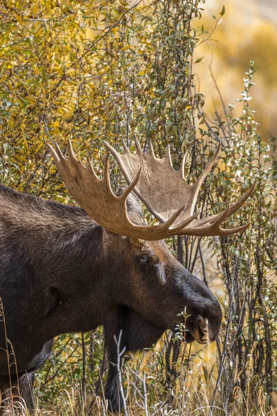 Bull älg på hösten — Stockfoto