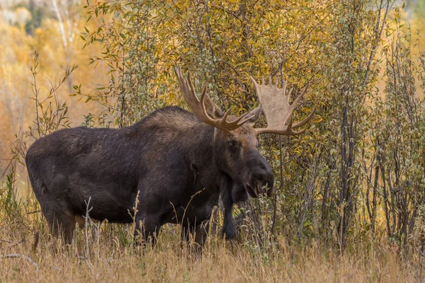 Лося Bull восени — стокове фото