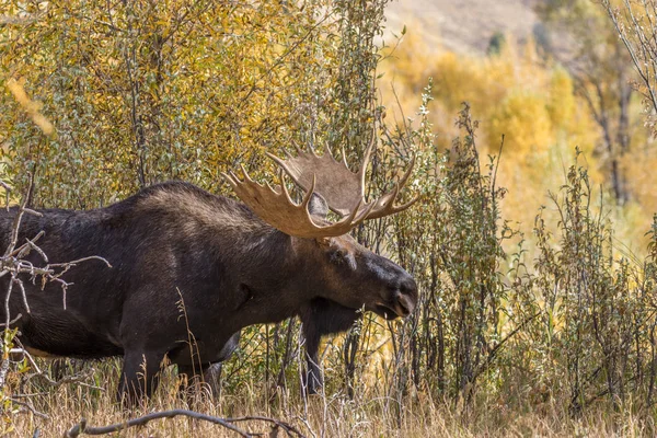 Bull Moose in de herfst — Stockfoto