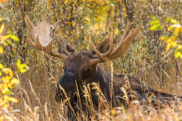 Bull Moose in de herfst — Stockfoto