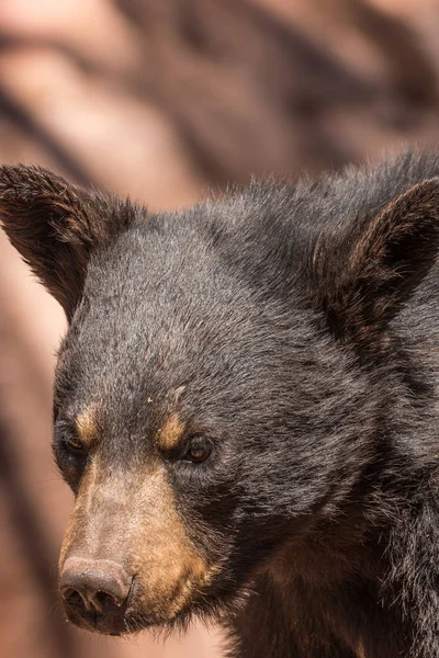 Bel ours noir — Photo