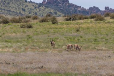 Kötü durumda olan tek pronghorn sürüsü