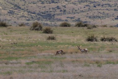 Kötü durumda olan tek pronghorn sürüsü
