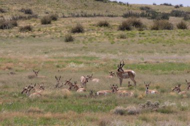 Kötü durumda olan tek pronghorn sürüsü