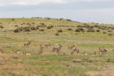 Kötü durumda olan tek pronghorn sürüsü
