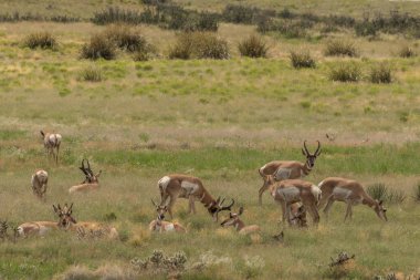 Kötü durumda olan tek pronghorn sürüsü