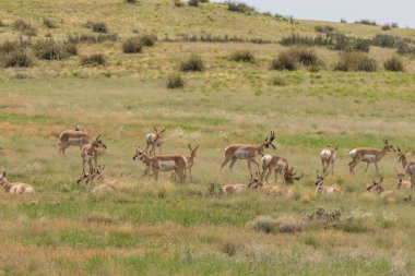 Kötü durumda olan tek pronghorn sürüsü