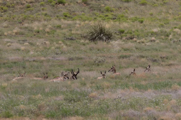 Pronghorn αγέλη σε αποτελμάτωση — Φωτογραφία Αρχείου