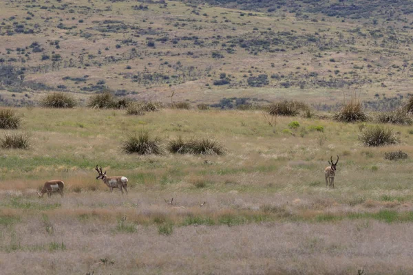 Kötü durumda olan tek pronghorn sürüsü