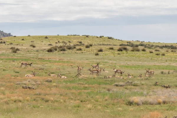 Rebanho de Pronghorn em Rut — Fotografia de Stock