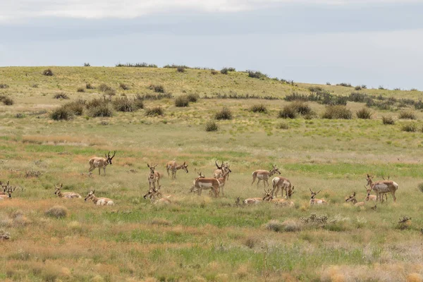 Kötü durumda olan tek pronghorn sürüsü