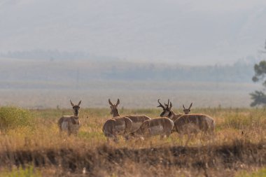 Kötü durumda olan tek Pronghorns