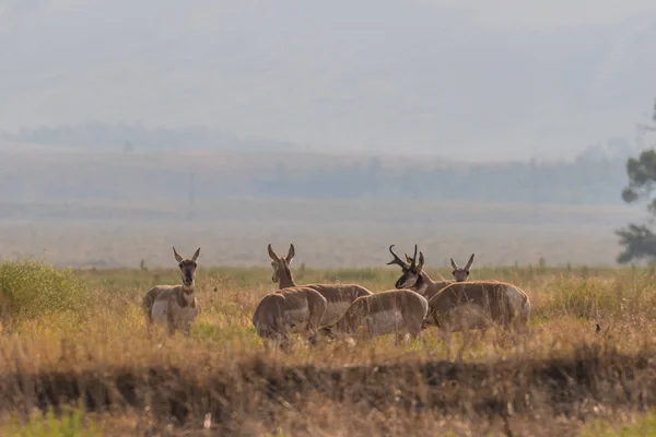 Pronghorns in der Brunft — Stockfoto